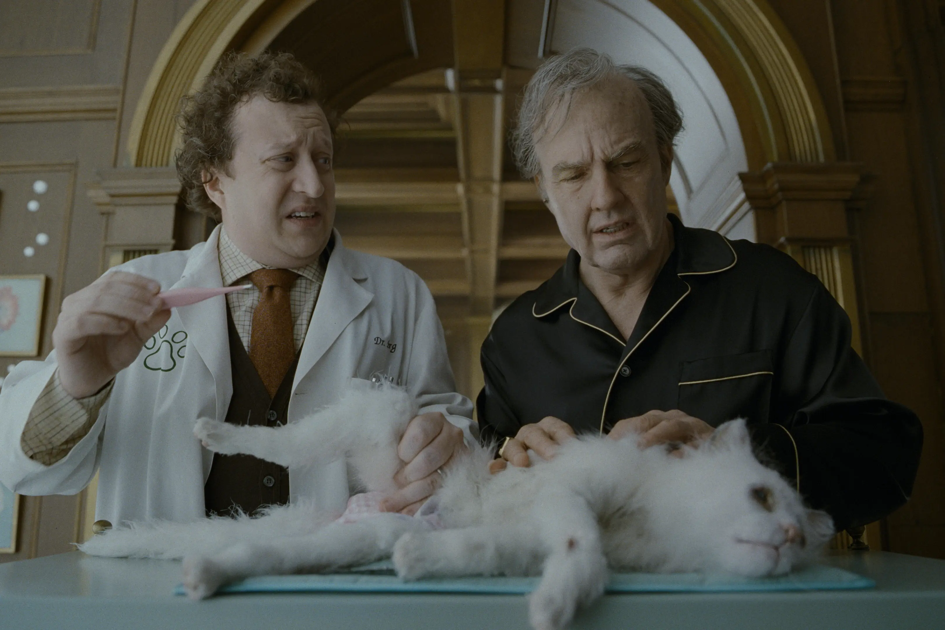 Tierarzt, Klinik, Katze, Katzenfell, Stethoskop?