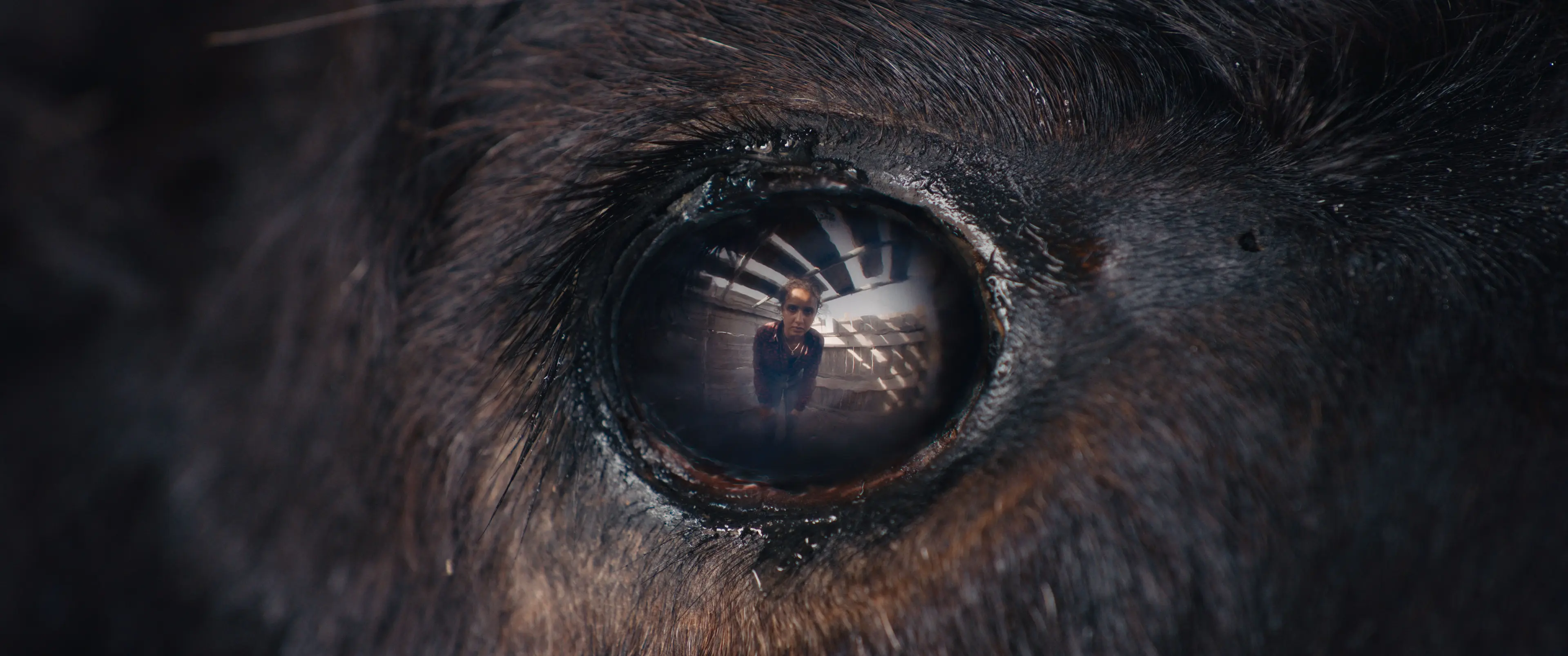 Animale (Mediabook, 4K-UHD+Blu-ray)