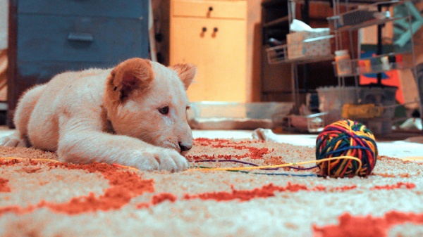 Lena and Snowball (DVD) Lena and Snowball (DVD)