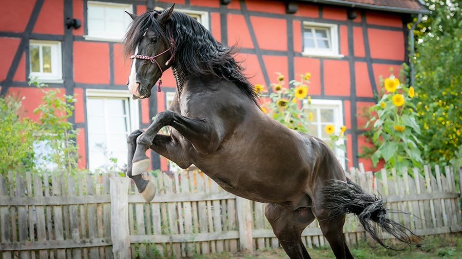 Ponyherz (Blu-ray) Draußen, Hof, Andalusisches Pferd, Pferd, Säugetier