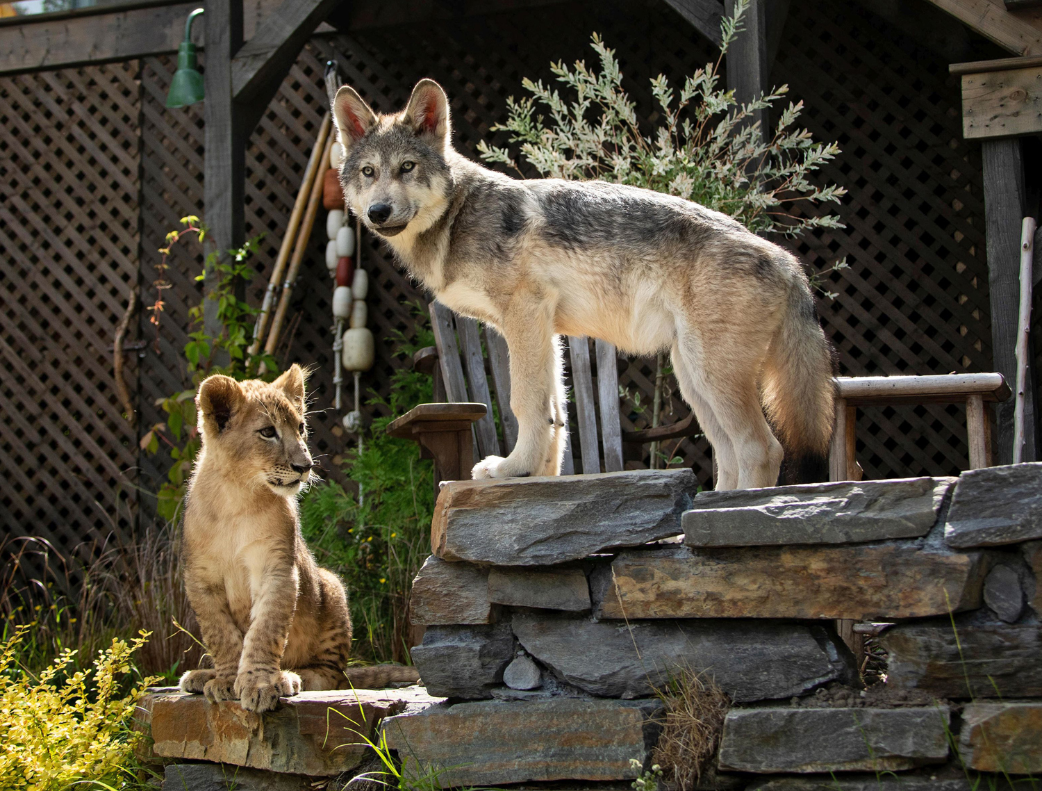 Der Wolf und der Löwe (DVD) Der Wolf und der Löwe (DVD)