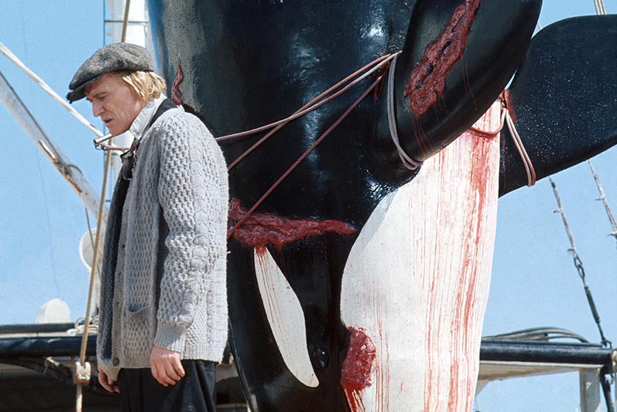 Orca, der Killerwal - Limited Steelbook Edition (4K Ultra HD + Blu-ray) Orca, der Killerwal - Limited Steelbook Edition (4K Ultra HD + Blu-ray)