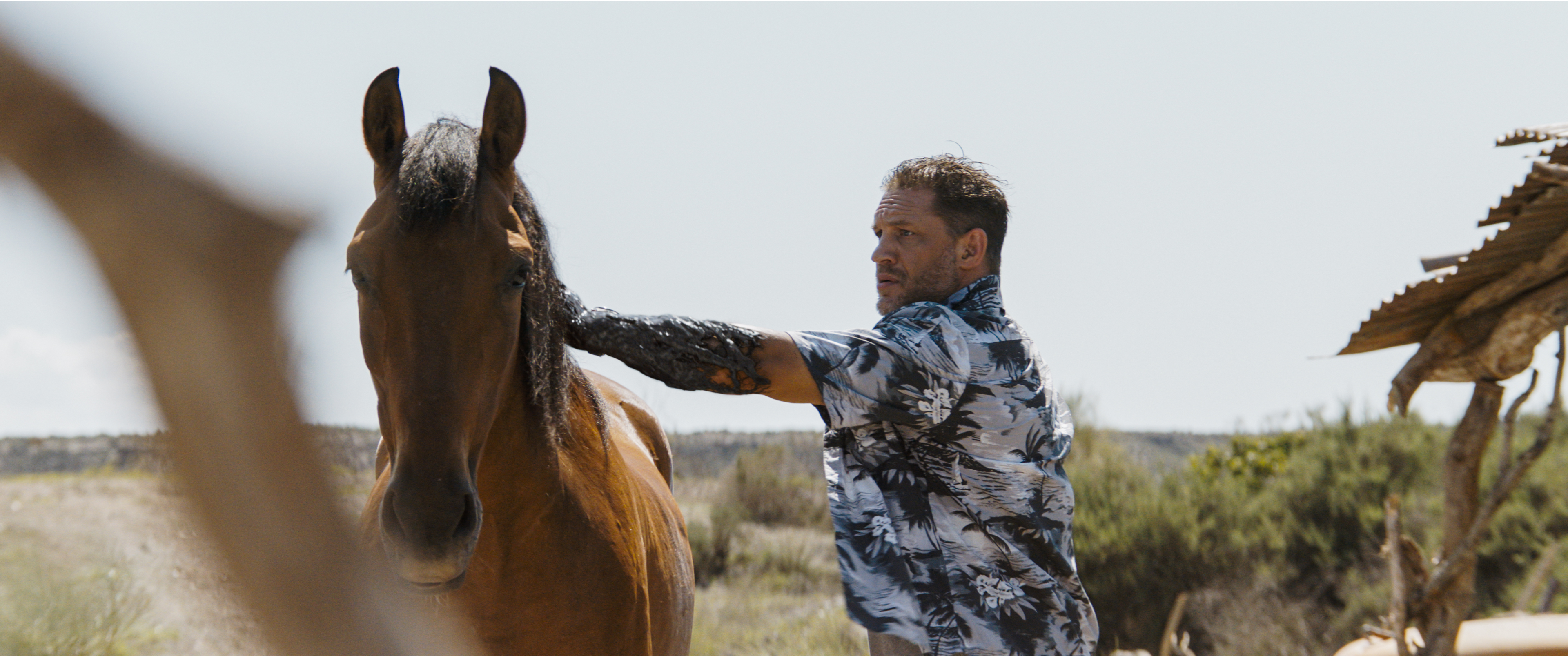 Venom: The Last Dance (4K-UHD+Blu-ray) Colt Horse, Erwachsener, Männlich, Mann, Person
