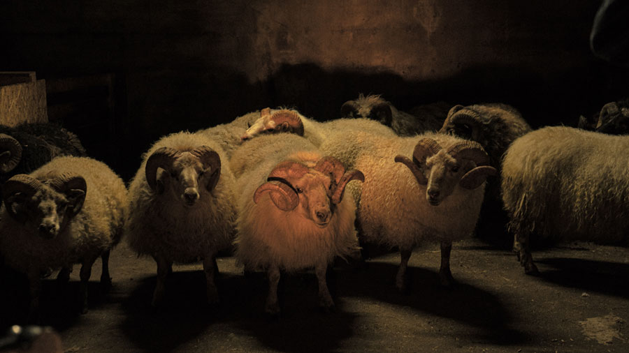 Lamb (Blu-ray) Lamb (Blu-ray)