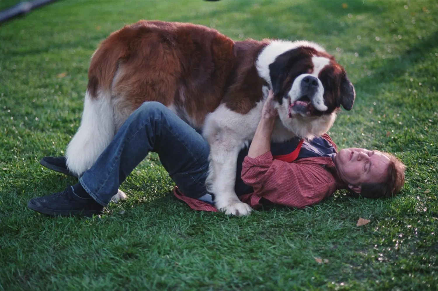 Beethoven - Komplettbox Film 1-8  (DVD)