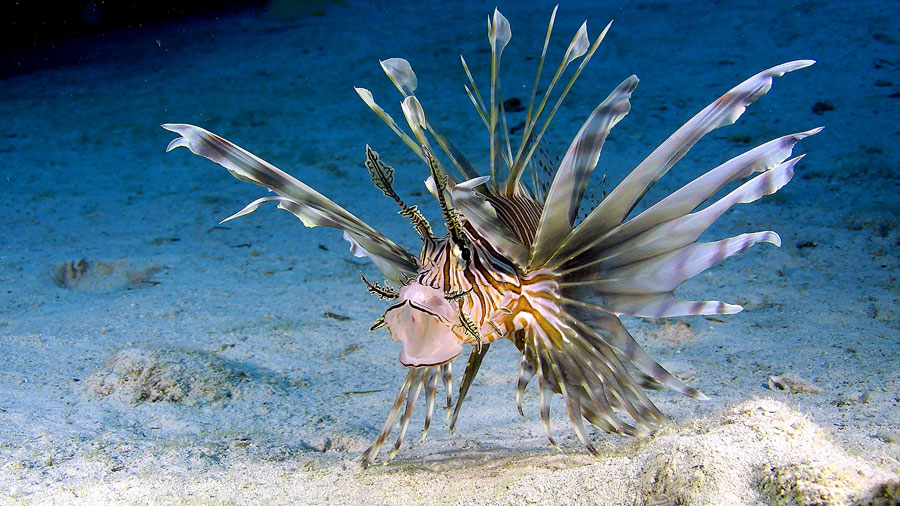 Wonders of the Sea (DVD) Wonders of the Sea (DVD)