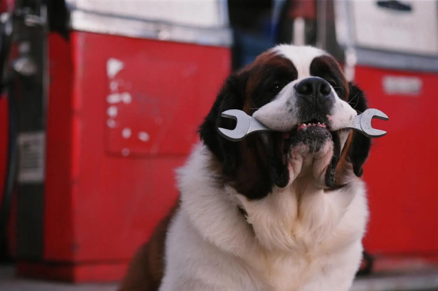 Beethoven - Komplettbox Film 1-8  (DVD)