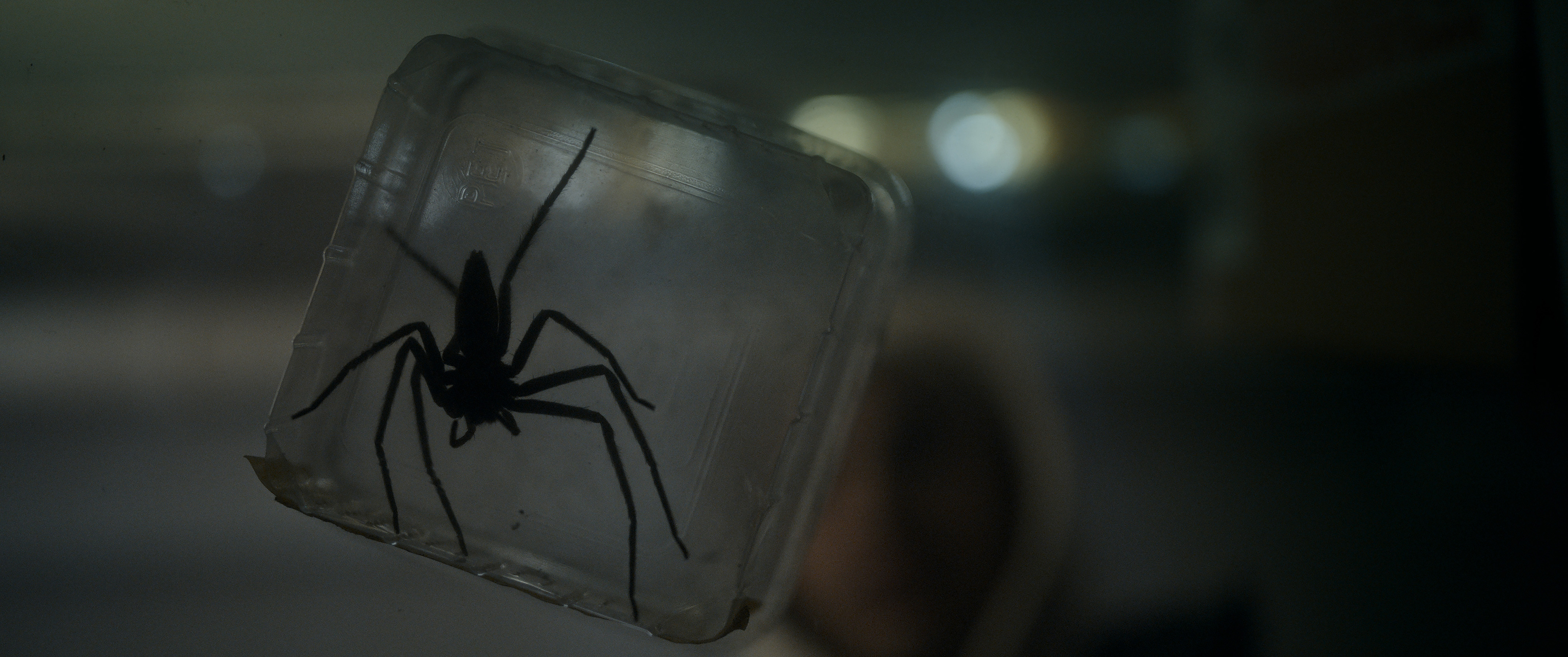 Spiders - Ihr Biss ist der Tod (Mediabook, 4K-UHD+2 Blu-rays) Spiders - Ihr Biss ist der Tod (Mediabook, 4K-UHD+2 Blu-rays)