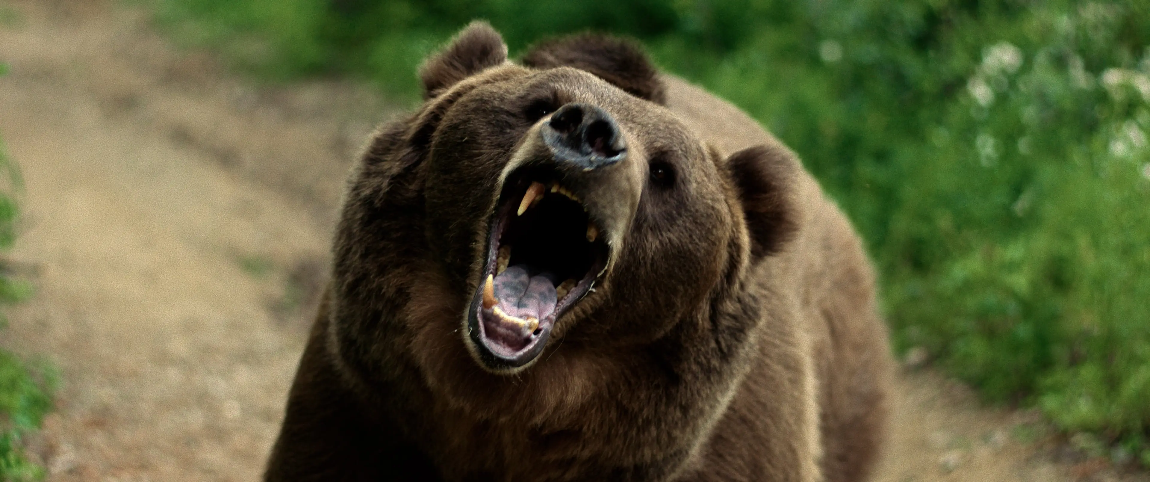 No Escape - Grizzly Night (DVD)