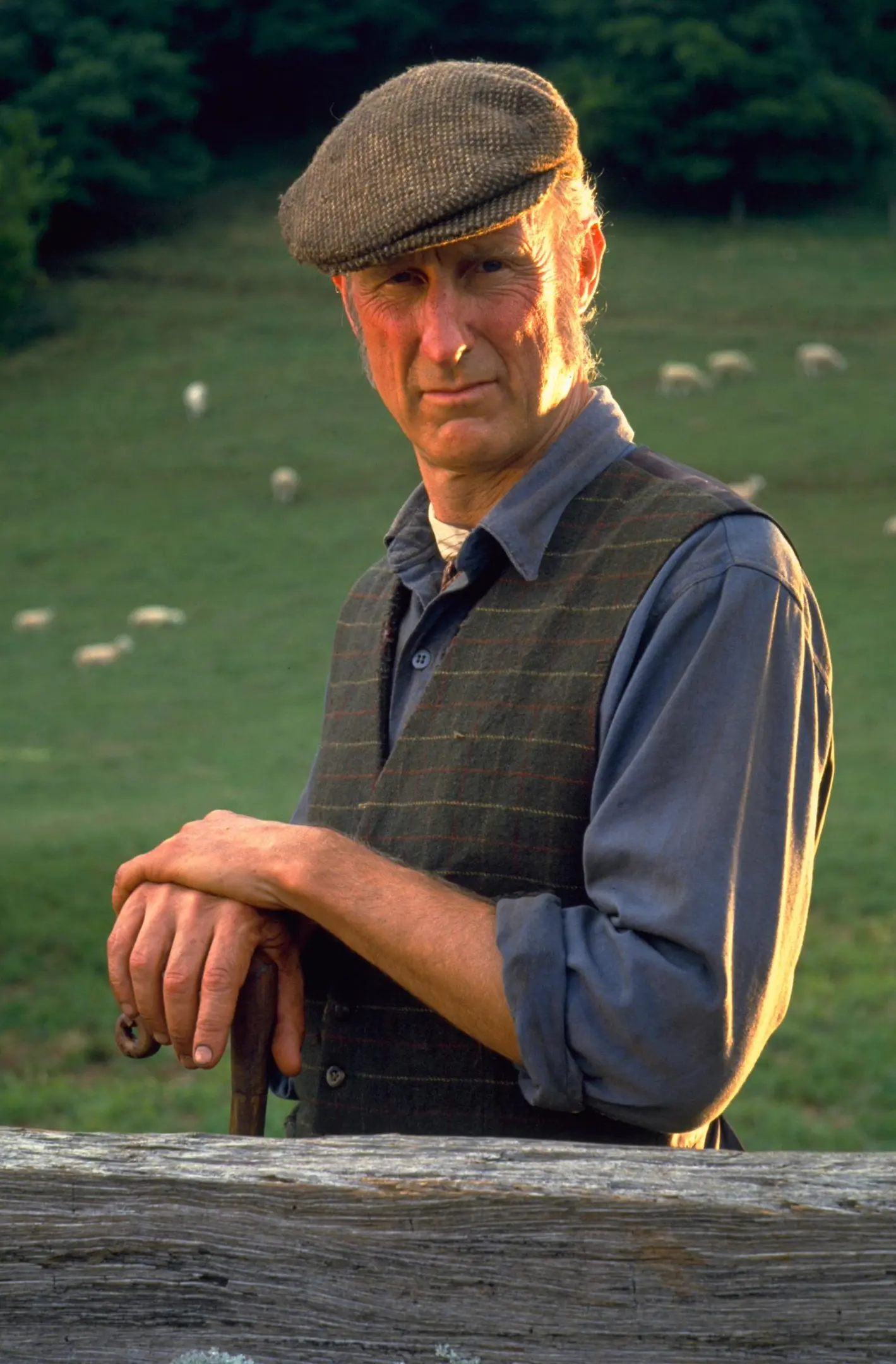 Ein Schweinchen namens Babe (DVD)