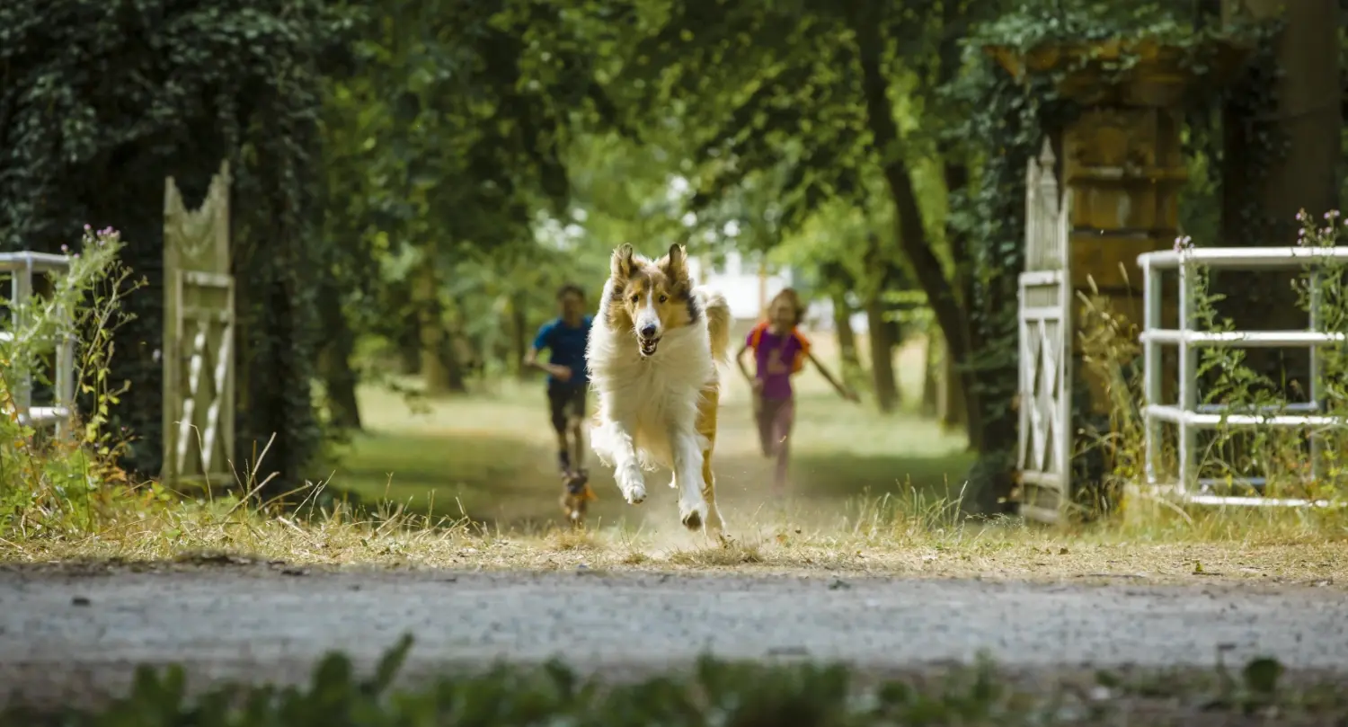 Lassie: Eine abenteuerliche Reise (Blu-ray)