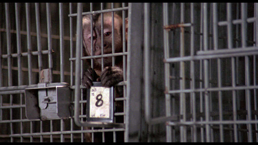 Der Affe im Menschen (Mediabook, Blu-ray+DVD)+Bonus-Blu-ray Image 5