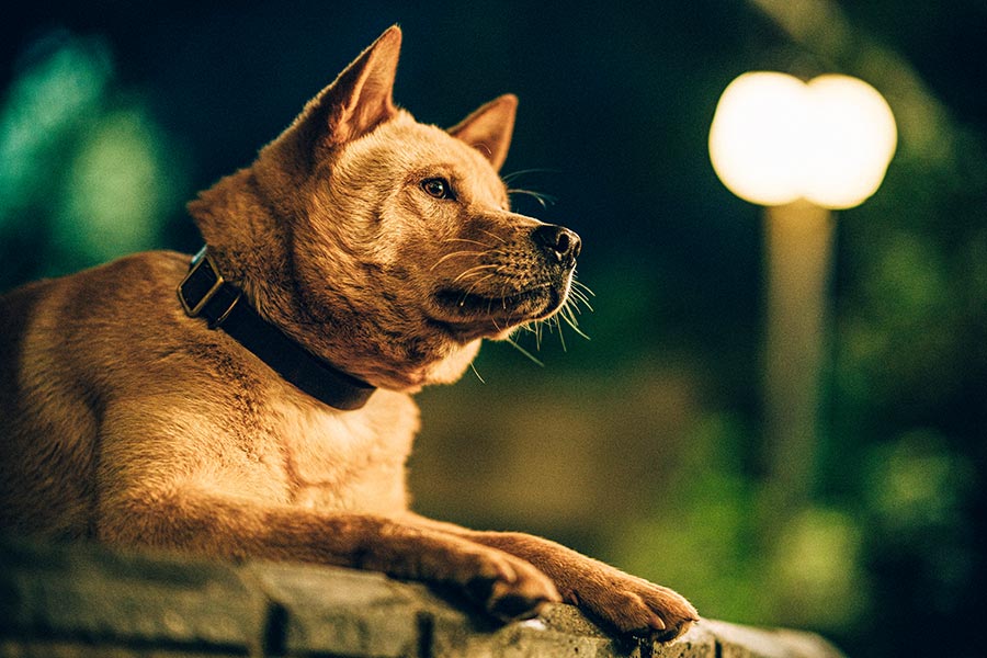 Hachiko - Eine Freundschaft für die Ewigkeit! (2023) (Blu-ray) Hachiko - Eine Freundschaft für die Ewigkeit! (2023) (Blu-ray)