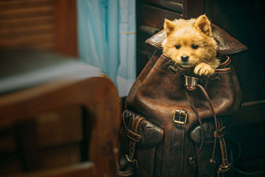 Hachiko - Eine Freundschaft für die Ewigkeit! (2023) (Blu-ray) Hachiko - Eine Freundschaft für die Ewigkeit! (2023) (Blu-ray)