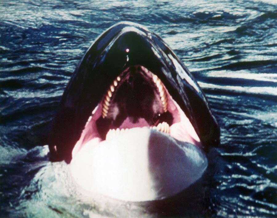 Orca, der Killerwal - Limited Steelbook Edition (4K Ultra HD + Blu-ray) Tier, Leben im Meer, Säugetier, Wal