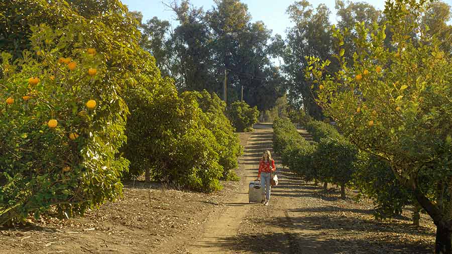 Der magische Zitronenbaum - Wenn Liebe glücklich macht! (DVD) Der magische Zitronenbaum - Wenn Liebe glücklich macht! (DVD)