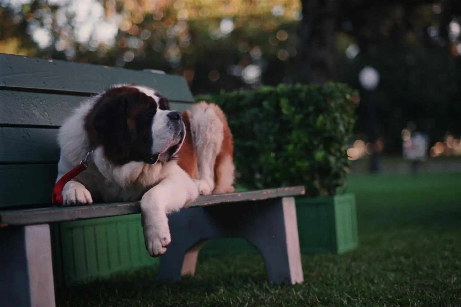 Beethoven - Komplettbox Film 1-8  (DVD)