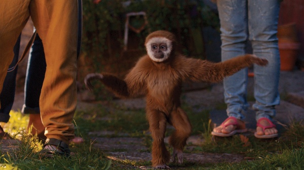 Monky (DVD) Monky (DVD)