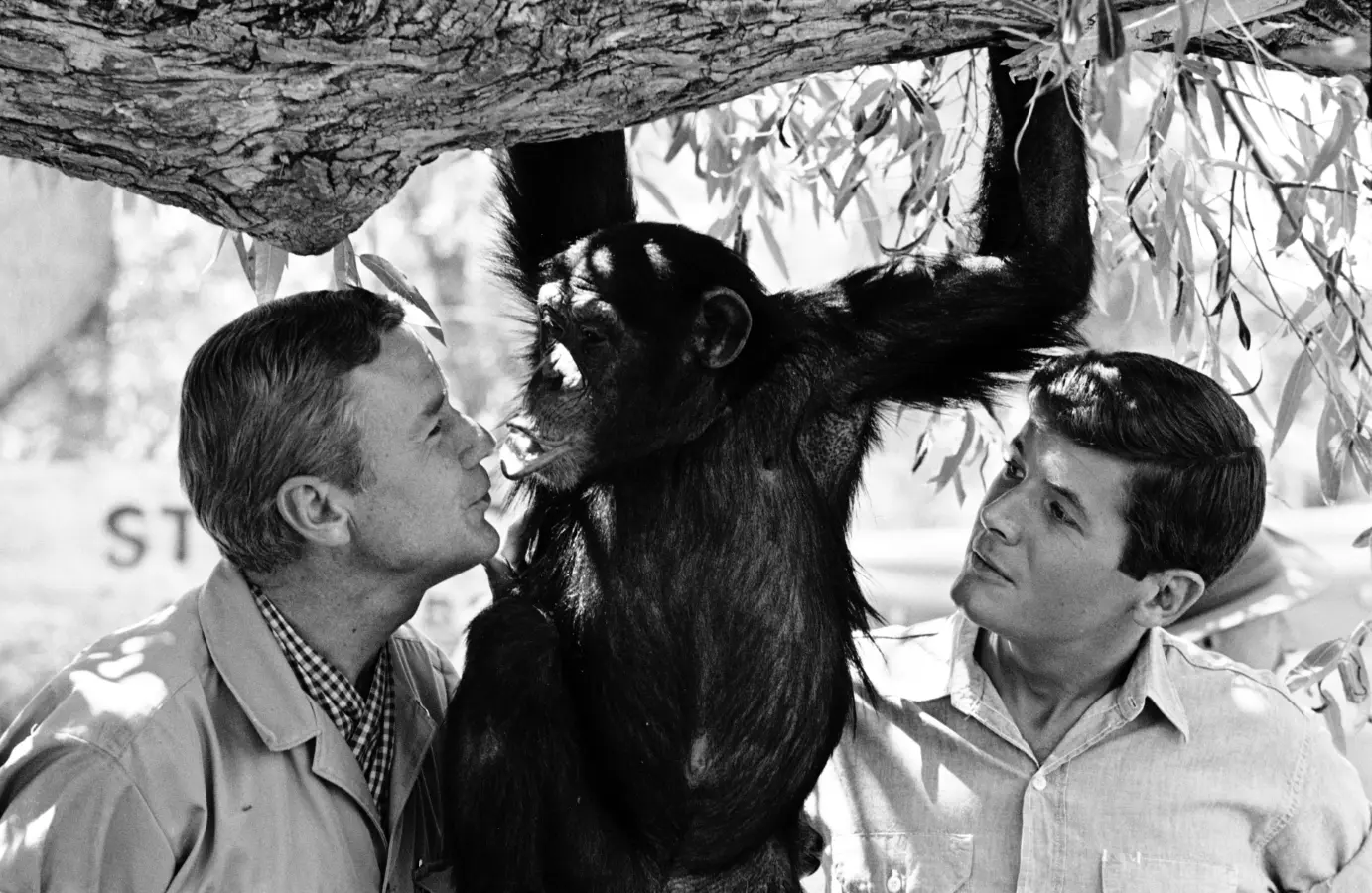 Daktari: Die komplette 2. Staffel (DVD)